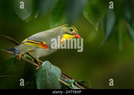 Leiotrix rosso, Leiothrix lutea, uccello raro della Cina meridionale e dell'Himalaya. Cute animale in vegetazione verde. Animale seduto sul ramo. Foto Stock