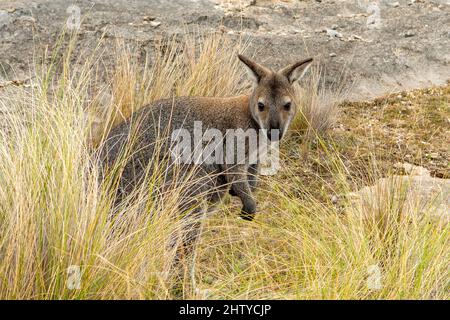 Bennett's Wallaby, Notamacropus rufogriseus, Deal Island, Tasmania, Australia Foto Stock