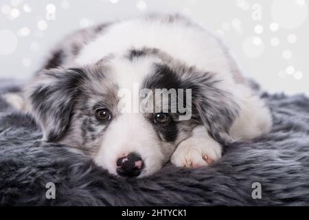 Carino cucciolo di collie di bordo adagiato su un letto Foto Stock