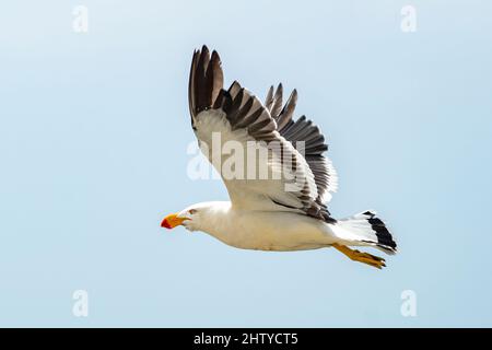 Gabbiano Pacifico in volo, Larus pacificus su Flinders Island, Tasmania, Australia Foto Stock