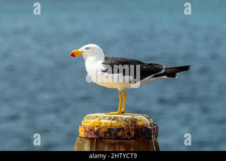 Pacific Gull, Larus pacificus a Flinders Island, Tasmania, Australia Foto Stock