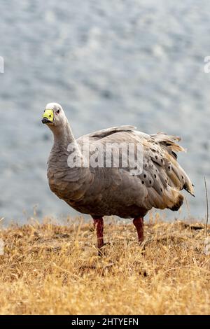 Capo Barren Goose, Cereopsis novaehollandiae su Maria Island, Tasmania, Australia Foto Stock