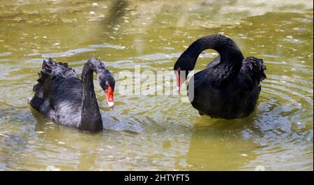 Il cigno nero è nell'acqua. Con sfondo di bur Foto Stock