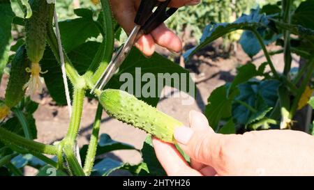 Le mani femminili tagliano un cetriolo verde giovane che cresce su un ramo. Cetrioli crescenti sul letto Foto Stock