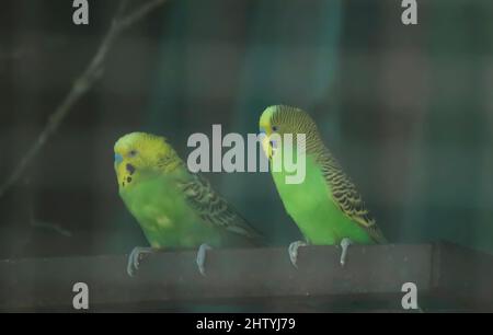 gli uccelli del parakeet di colore verde sono seduti su un ramo di albero. Con sfondo sfocato Foto Stock