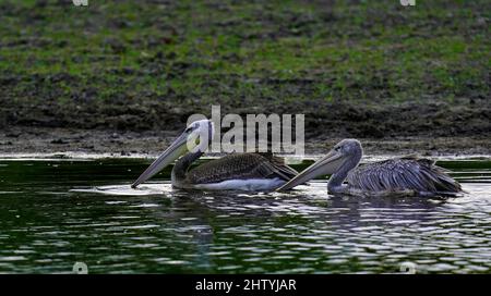 Uccelli che foraging per cibo Foto Stock