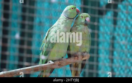 Pappagallo verde in coppia in un punto leggermente fioca nell'umore d'amore. Con sfondo sfocato Foto Stock