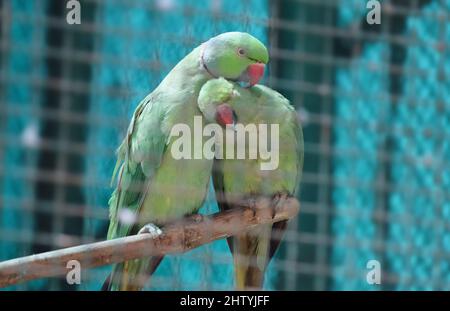 Pappagallo verde in coppia in un punto leggermente fioca nell'umore d'amore. Con sfondo sfocato Foto Stock