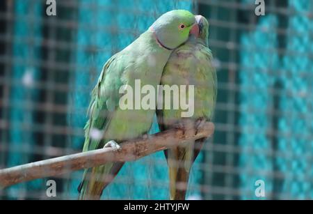 Pappagallo verde in coppia in un punto leggermente fioca nell'umore d'amore. Con sfondo sfocato Foto Stock