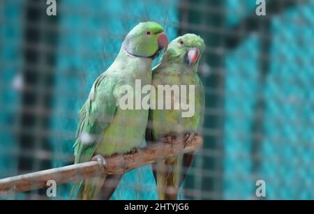 Pappagallo verde a coppie in un punto leggermente fioca. Con sfondo sfocato Foto Stock