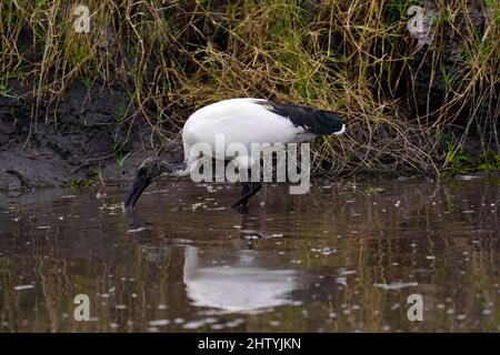 Uccelli che foraging per cibo Foto Stock