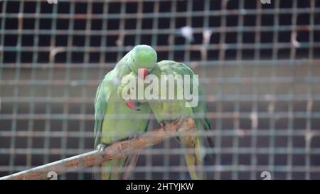 Pappagallo verde in coppia in un punto leggermente fioca nell'umore d'amore. Con sfondo sfocato Foto Stock