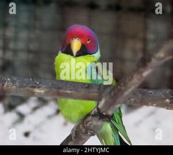 Il pappagallo rosso testa verde è seduto su un ramo di albero. Con sfondo sfocato Foto Stock