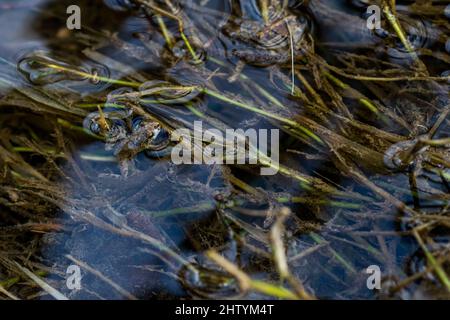 Una piccola rana o froglet, rana dipinta, Discoglossus pictus, appoggiata su piccoli pezzetti di erba. Foto Stock