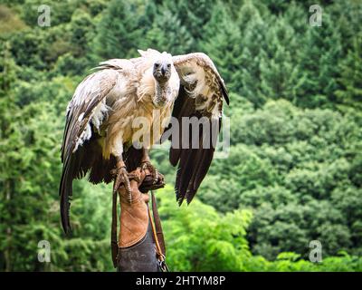 Griffon Vulture sul guanto di falconer pronto a volare da vicino. Colossale uccello grande. L'alimentatore di asso è molto impressionante Foto Stock