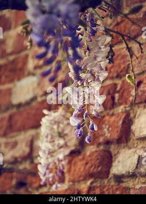Un delicato ramo di glicine contro un muro di mattoni, fuoco selettivo. Foto Stock