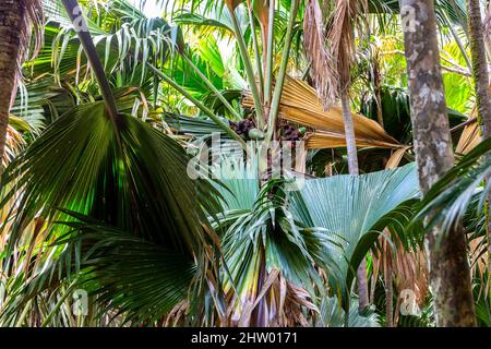 Coco de mer (Lodoicea maldivica) grappoli di frutta femmina con grandi foglie di palma intorno, specie endemiche a Praslin Island, Vallee de mai National Reser Foto Stock