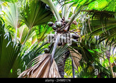 Coco de mer (Lodoicea maldivica) grappoli di frutta femmina con grandi foglie di palma intorno, specie endemiche a Praslin Island, Vallee de mai National Reser Foto Stock