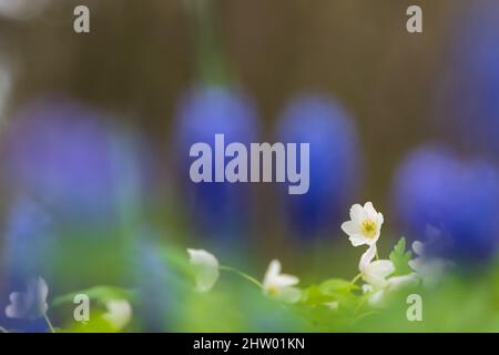 Primo piano di fiori di vento, anemone di legno (Anemonen nemorosa). Fuoco selettivo e profondità di campo poco profonda. Foto Stock