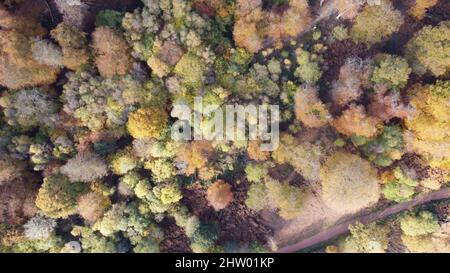 Epping Forest Inghilterra Regno Unito in autunno vibrante albero colori sole giorno drone aereo Foto Stock