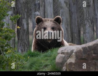 The Ours Brun 01 Marzo 2022 Zoo Beauval - Foto Laurent Lairys / ABACAPRESS.COM Foto Stock