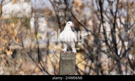 Pace simbolo colombe bianche Foto Stock