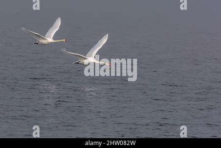 Coppia di cigni mute adulti (cygnus olor) vola in sincronia sulle acque grigie nebbia nella stagione autunnale Foto Stock