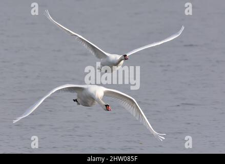 Coppia di cigni mute adulti (cygnus olor) in arrivo in volo sulle acque grigie nella stagione autunnale Foto Stock