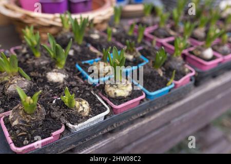 Bulbi e germogli freschi di fiori di giacinto in contenitori di plastica di diversi colori in fioreria. Acquisto di piante di primavera per piantare fiori in pentole interne o per letto di fiori. Messa a fuoco morbida e selettiva Foto Stock