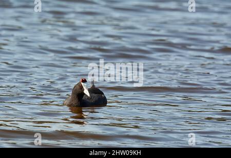 Galleggiando graziosamente sul laghetto. Un uccello raro galleggiando dolcemente su un laghetto. Foto Stock