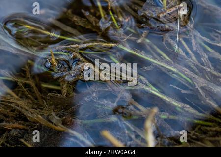 Una piccola rana o froglet, rana dipinta, Discoglossus pictus, appoggiata su piccoli pezzetti di erba. Foto Stock