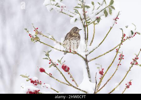 Un Trush di Mistle (Turdus Viscivorus) arroccato in un albero agrifoglio coperto di neve (Ilex aquifolium) durante una doccia d'inverno Foto Stock