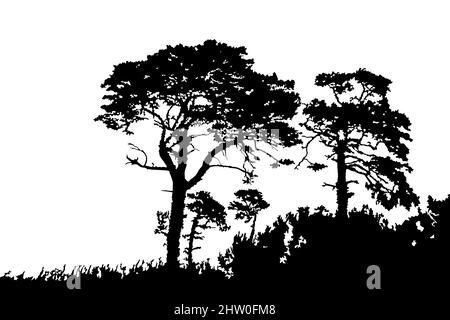 Silhouette di alberi isolata su sfondo bianco. Paesaggio di pino. Foresta di conifere. Grove con gruppo di alberi e silhouette in erba. Illustrazione vettoriale Illustrazione Vettoriale