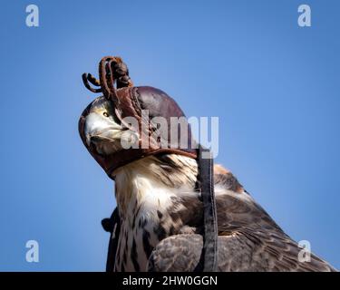 Cappa di falconeria su Lanner Falcon, Falco biarmicus, colpo di testa contro il cielo blu Foto Stock