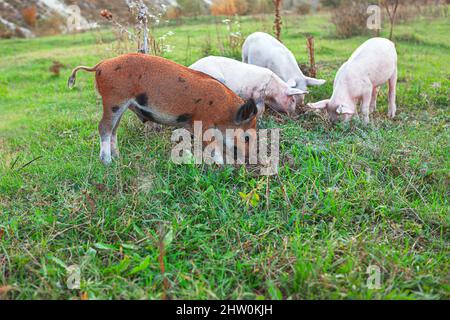 Suini sul prato . Maialini pascolo erba Foto Stock