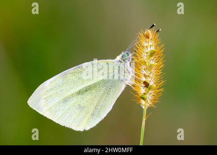 Grande bianco, chiamato anche farfalla cavolo. Seduto su erba colorata. Vista laterale, primo piano. Sfondo sfocato, spazio di copia. Genere Pieris brassicae. Foto Stock