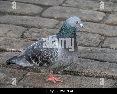 Pigeon closeup su ciottoli. REGNO UNITO. Columba livia domestica. Foto Stock