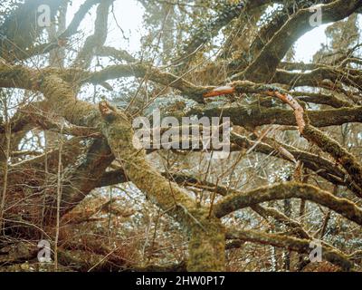 Alberi e foreste della campagna britannica. Vecchi alberi di quercia, pino e olmo da vari punti a Cheshire e in tutto il Regno Unito. Foto Stock