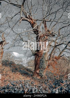 Alberi e foreste della campagna britannica. Vecchi alberi di quercia, pino e olmo da vari punti a Cheshire e in tutto il Regno Unito. Foto Stock