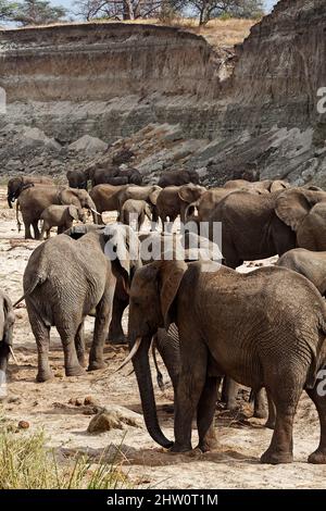 Elefanti africani, mandria, Loxodanta africana, erbivori, mammiferi terrestri più grandi, tronco muscolare, zecche, orecchie grandi, fauna selvatica, animali, Tarangire National Foto Stock