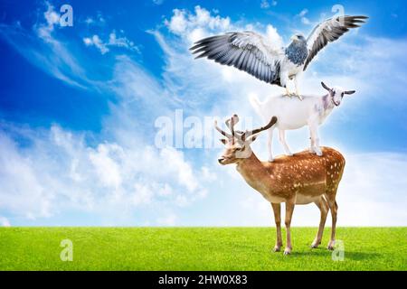 Divertente collage di tre animali (cervi, aquila e capra) in piedi in piramide acrobatica trucco. Foto Stock