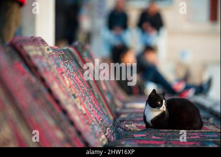 Il gatto si trova sulla panchina e prende un pisolino Foto Stock