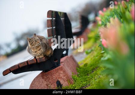 Il gatto si trova sulla panchina e prende un pisolino Foto Stock