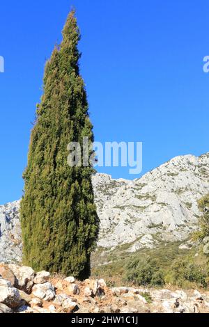 Francia, Bouches du Rhone, Grand Site Concors Sainte Victoire, Puyloubier, cipressi con la montagna Sainte Victoire sullo sfondo Foto Stock