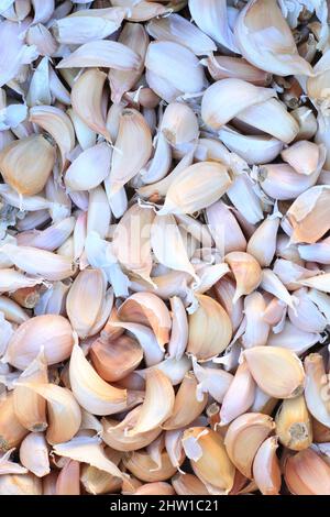 Francia, Bouches du Rhone, Trets, aglio biologico spicchi sul mercato Foto Stock