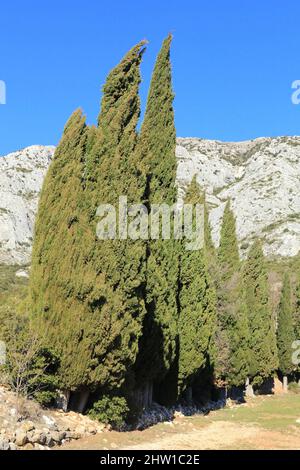 Francia, Bouches du Rhone, Grand Site Concors Sainte Victoire, Puyloubier, cipressi con la montagna Sainte Victoire sullo sfondo Foto Stock