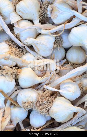 Francia, Bouches du Rhone, Trets, aglio biologico sul mercato Foto Stock