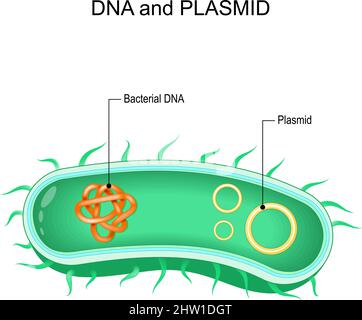 dna batterico e plasmide. Sezione trasversale dei batteri con una piccola molecola di dna extracromosomiale. I plasmidi portano il vantaggio selettivo dei geni e antibiot Illustrazione Vettoriale