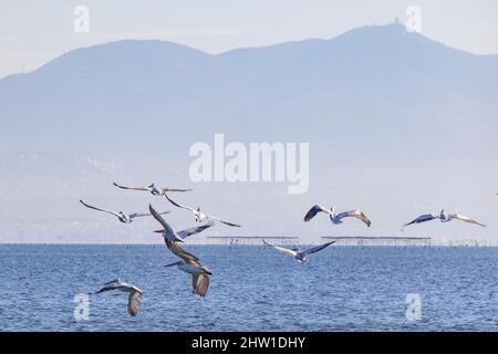 Grecia, Macedonia, Salonicco, Parco Nazionale del Delta dell'Axios, Parco Nazionale della Grecia, fondato nel 2008, è una delle più grandi zone umide protette d'Europa. Ospita numerose specie di uccelli, pellicani Foto Stock