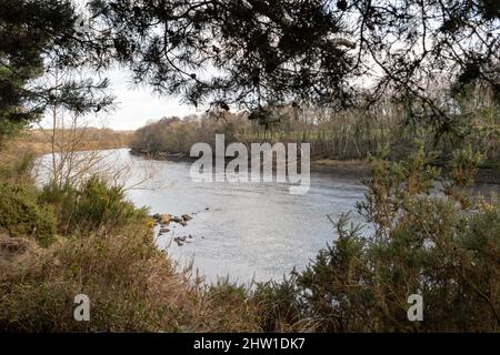 Wylam, Northumberland Inghilterra: 8th Feb 2022: Graziosi boschi vicino alle rive del fiume Tyne nel nord-est dell'Inghilterra Foto Stock